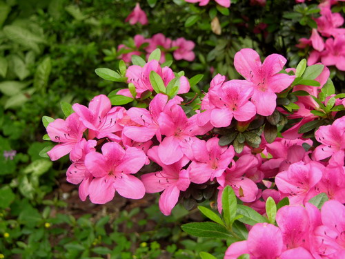 P67 钝叶杜鹃Rhododendron obtusum_缩小大小.JPG