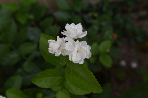 木樨科素馨属Jasminum sambac 茉莉 (7)(1)_缩小大小.JPG